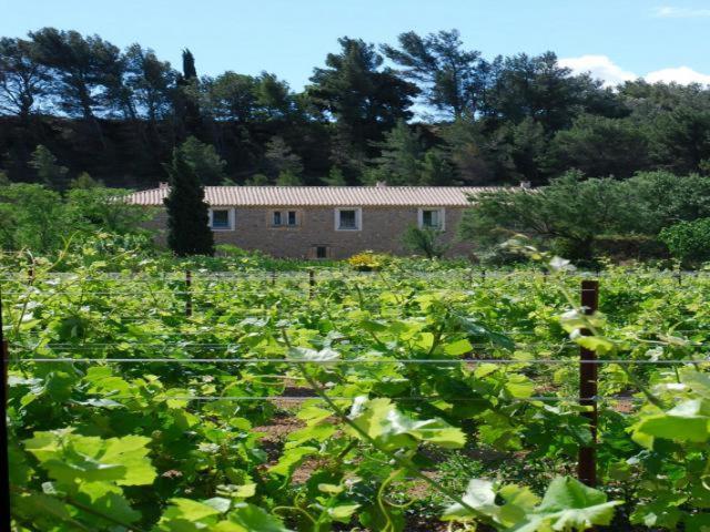 Domaine De "Creva-Tinas" Bed and Breakfast Mailhac Εξωτερικό φωτογραφία